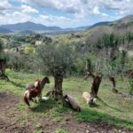 Uliveto e Vigneto