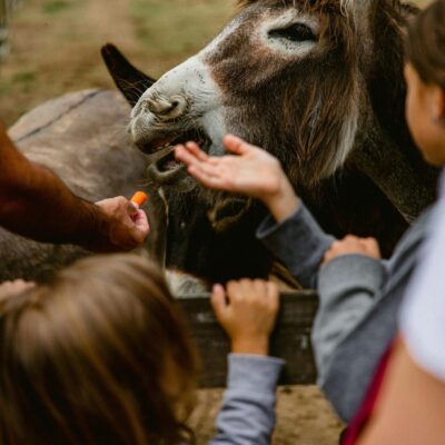 pexels-marcc-13339364